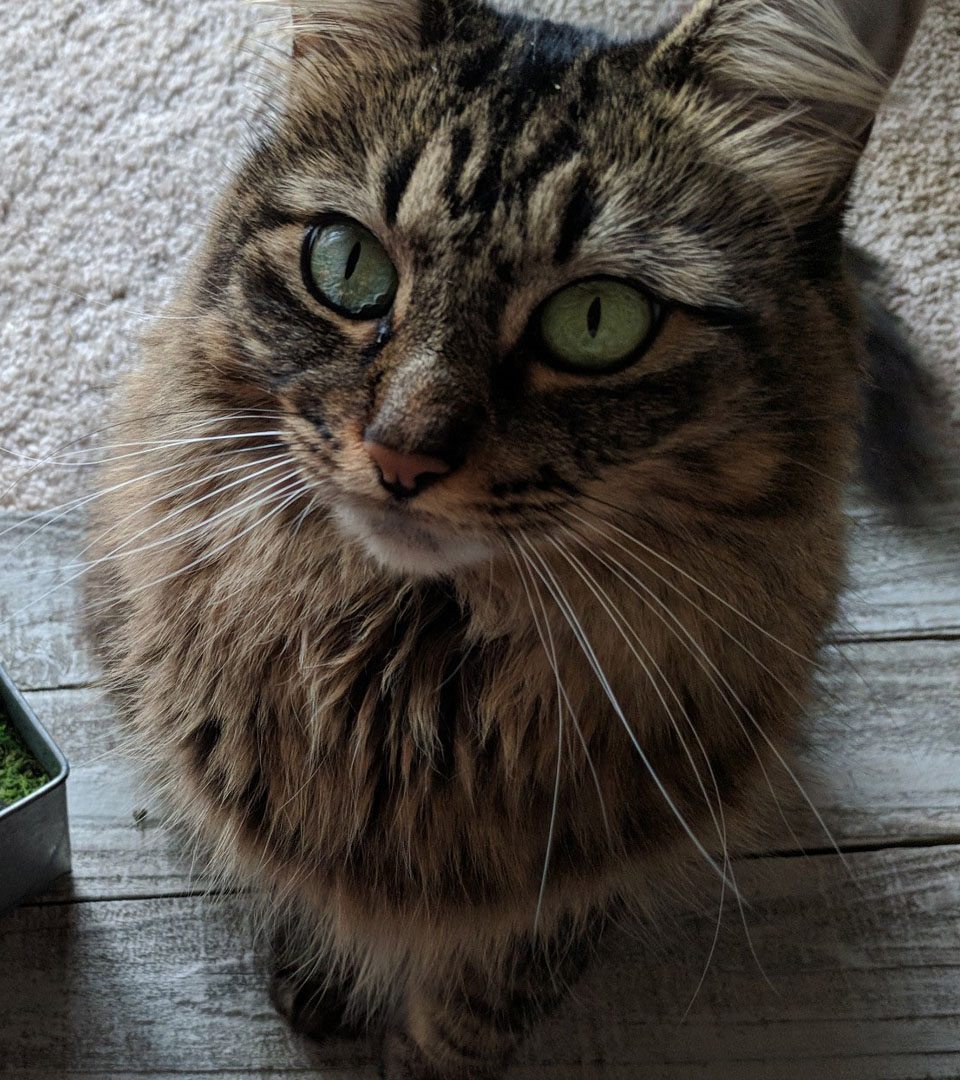 purfurred cbd for cats