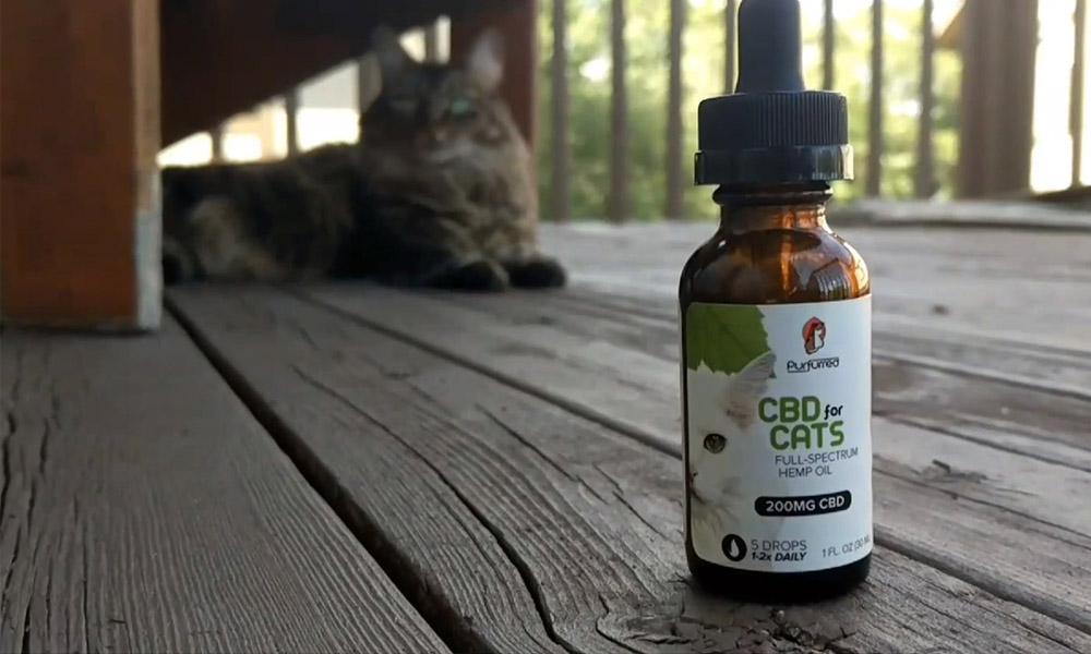 why give cbd pets