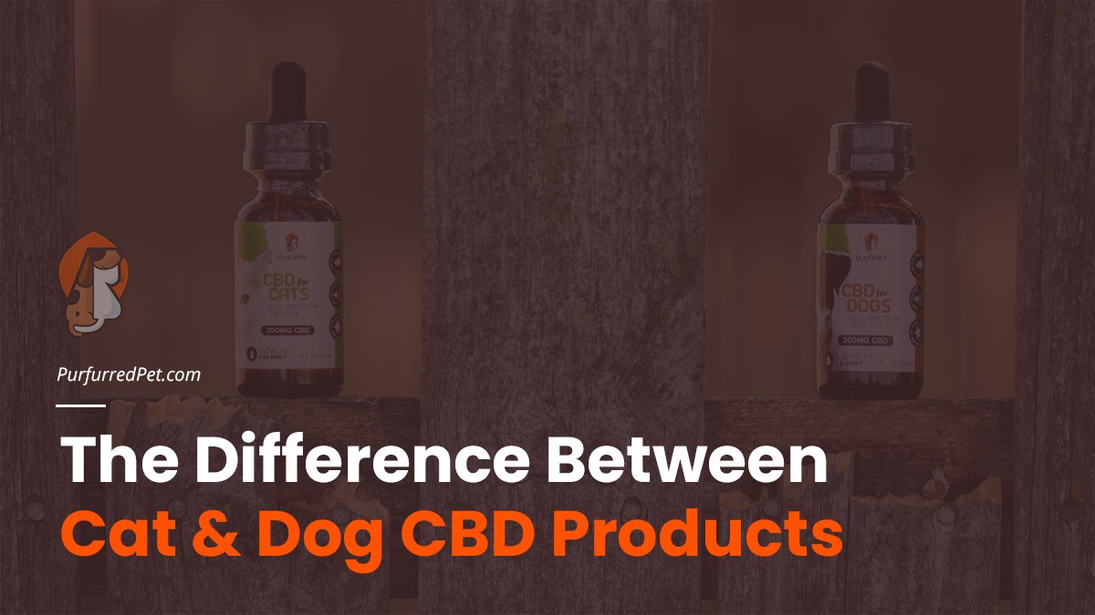 The Difference Between Cat & Dog CBD Products