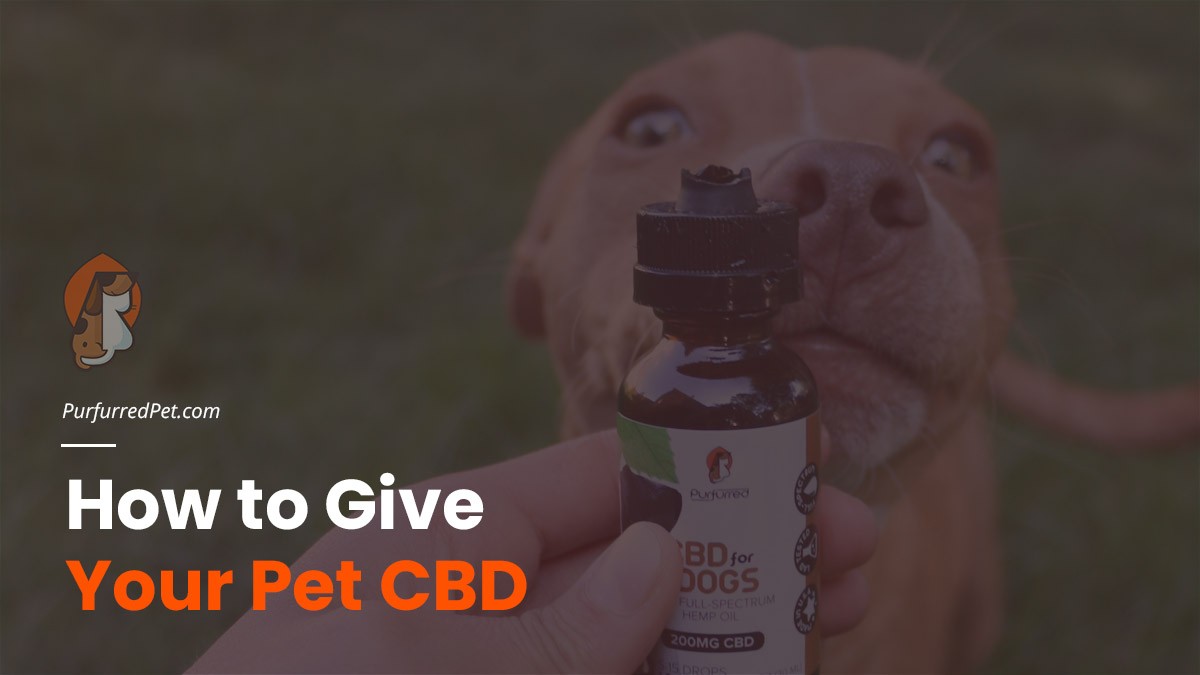 how to give pets cbd oil