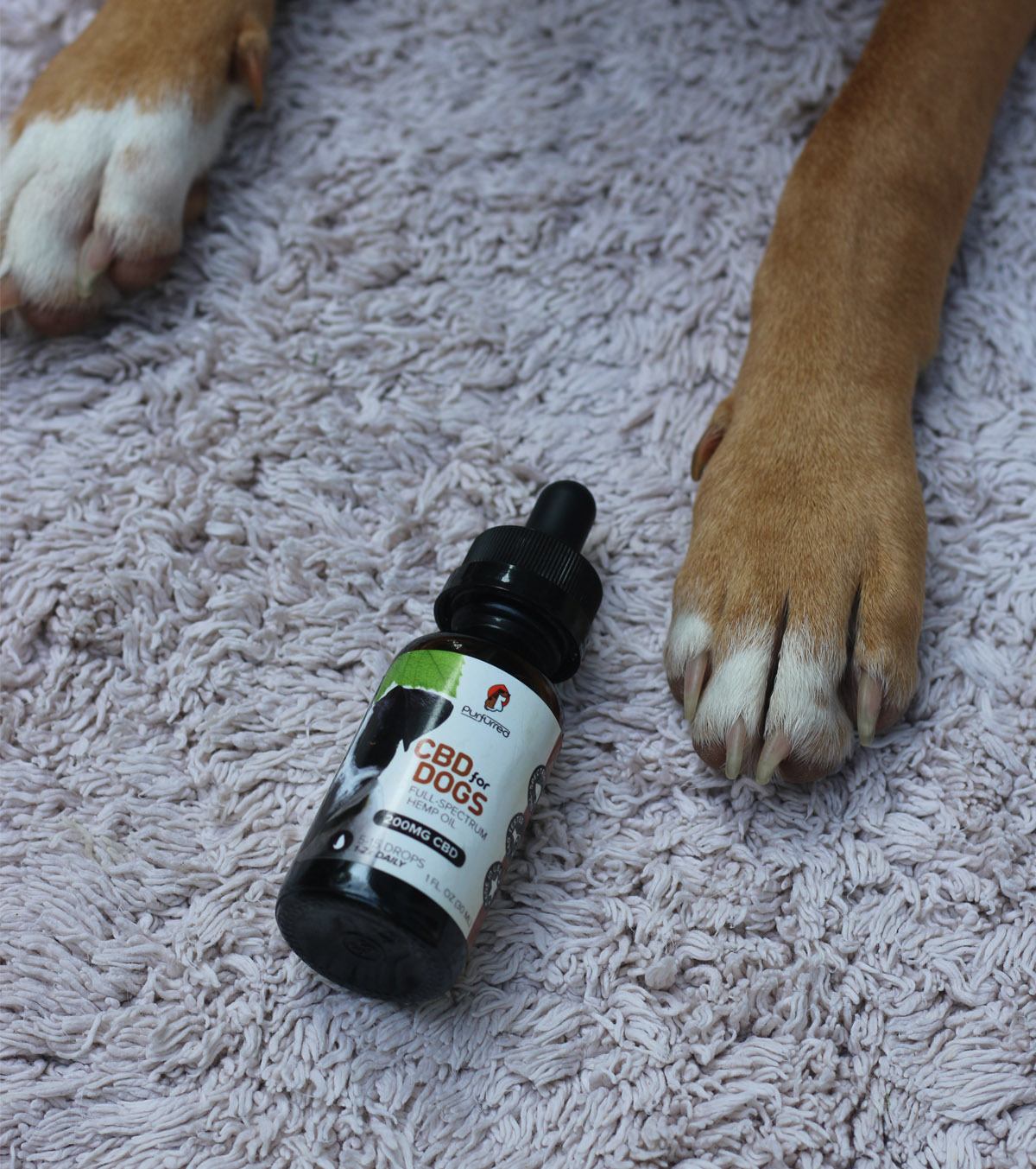 CBD tincture for Dogs